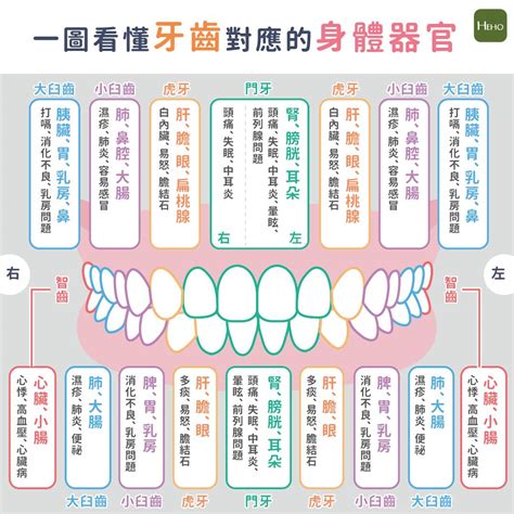 牙齒對應器官
